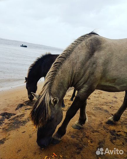 Трансфер Териберка, Белокаменка, Кировск, Аэропорт