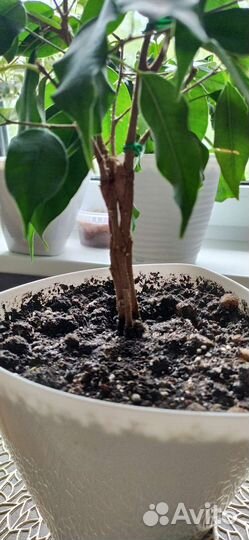 Фикус бенджамина экзотика