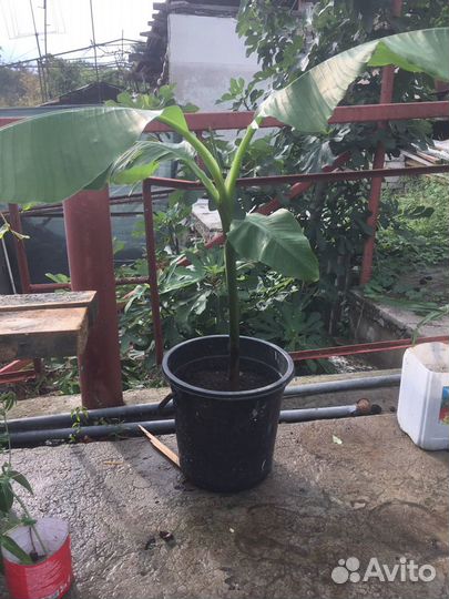 Банановая пальма