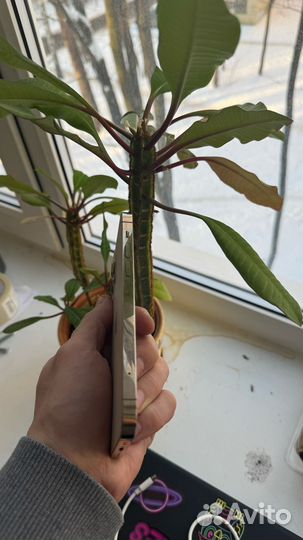 iPhone 12 Pro, 256 ГБ