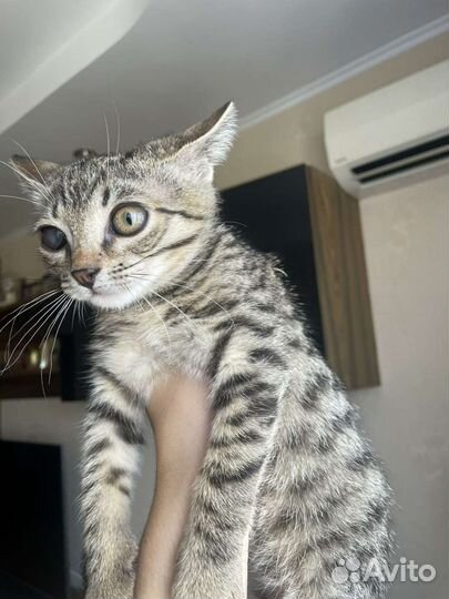 Котята в добрые руки приучены к лотку