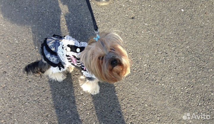 Йоркширский терьер одежда