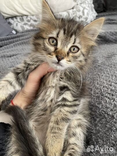 Котенок в добрые руки