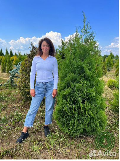 Туя брабант в ассортименте