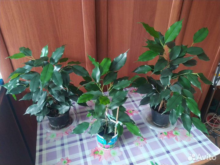 Фикус бенджамина