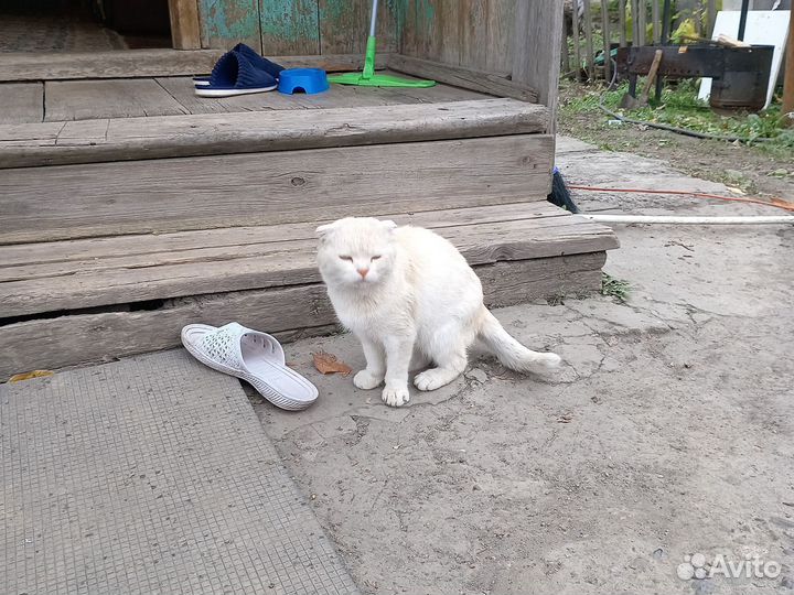 Отдаю котёнка и кота