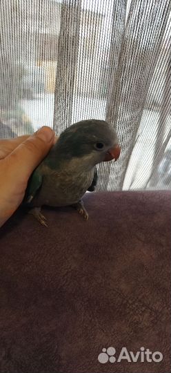 Ручные выкормыши монаха он же квакер