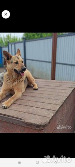 Друг или компаньон