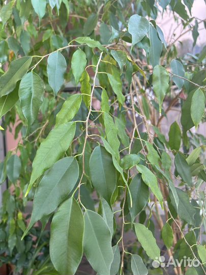Фикус бенджамина большой