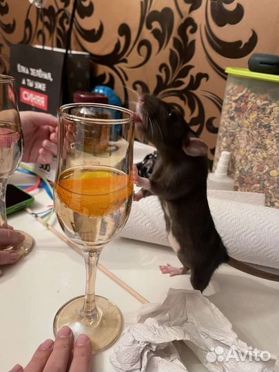 Большая клетка для крыс