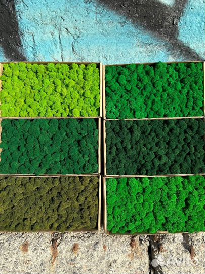 Стабилизированный мох