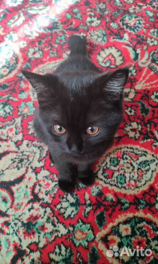 Британская кошечка