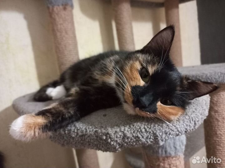 Кошка Маня Мур