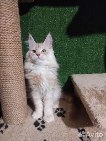 Очень красивая кошка