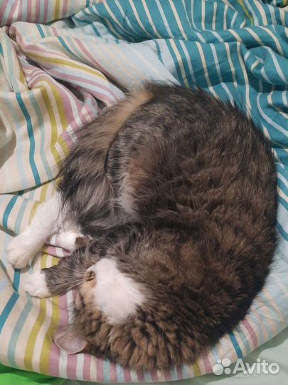 Кошка в добрые руки бесплатно