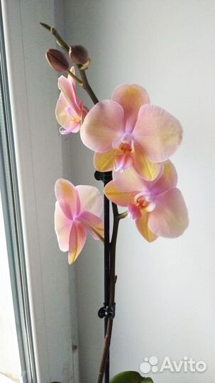 Орхидея фаленопсис Сапорита