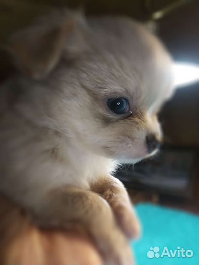 Чихуахуа.Шикарный мальчик