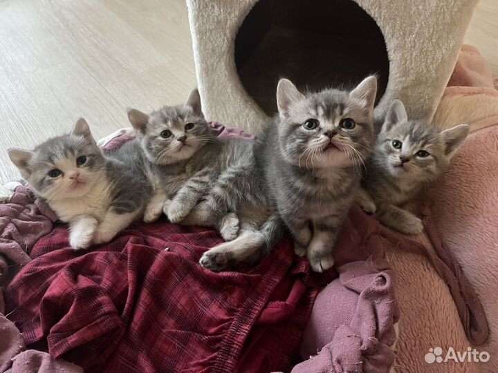 Британские котята