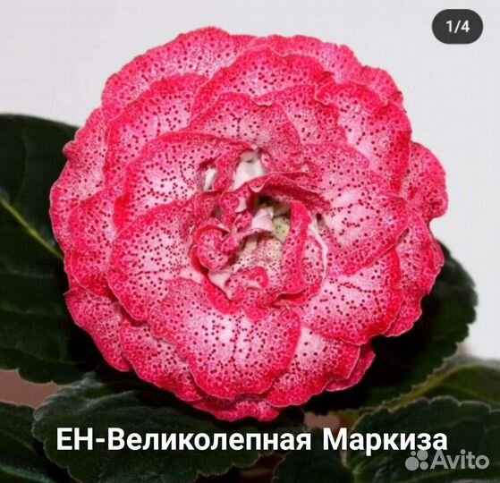 Глоксинии сортовые махровые-ен