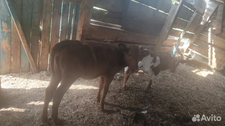 Телочки,бычки