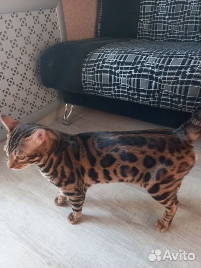 Бенгальский кот вязка