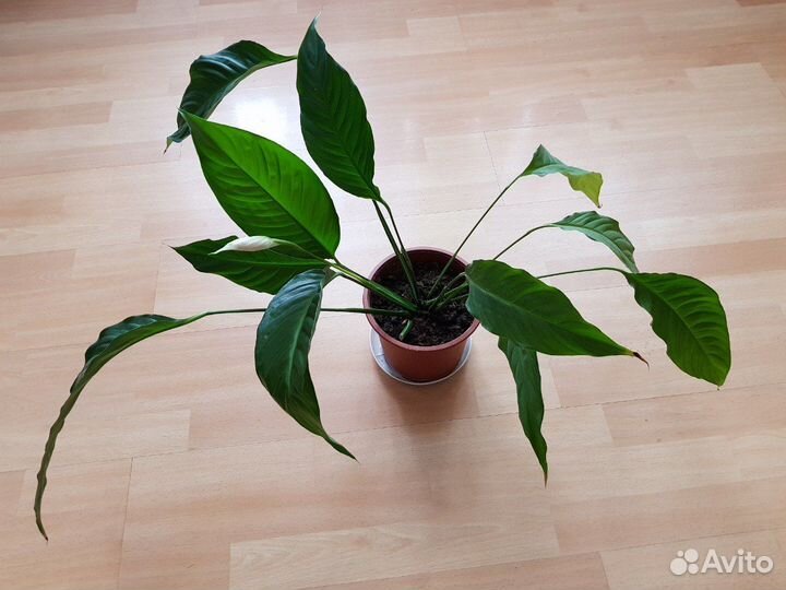 Спатифиллум цветок 