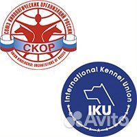 Оформление документов на собак скор, РКФ, и