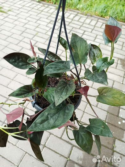 Пальма ливистонаи другие