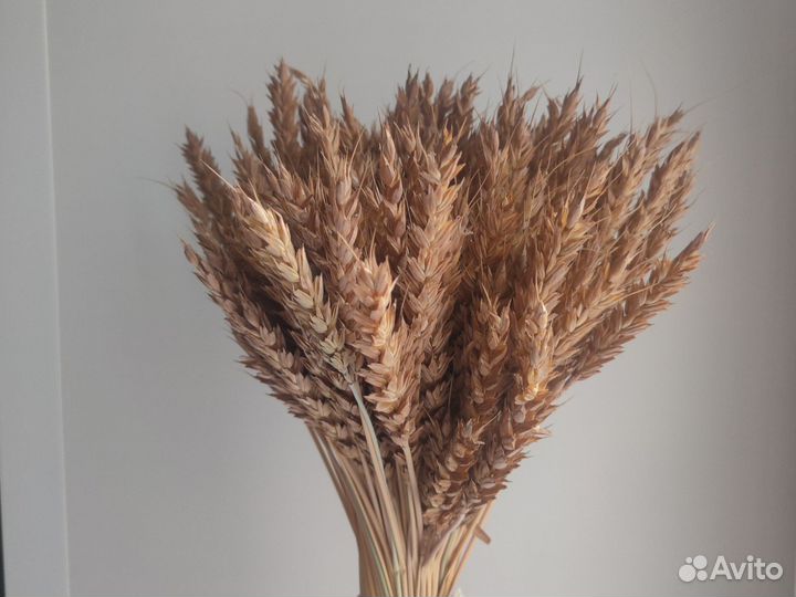 Колосья пшеницы сухоцвет