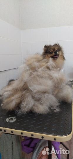 Шерсть шпица