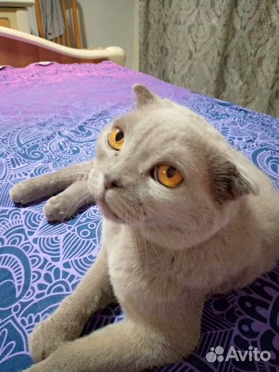 Британский вислоухий кот