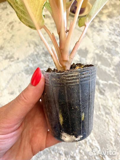 Аглаонема lucky