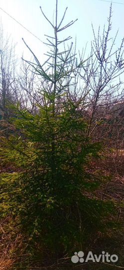Ель и туя 3 метра по одной шт
