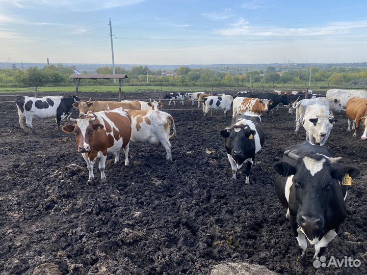 Коровы дойные молочные, нетели