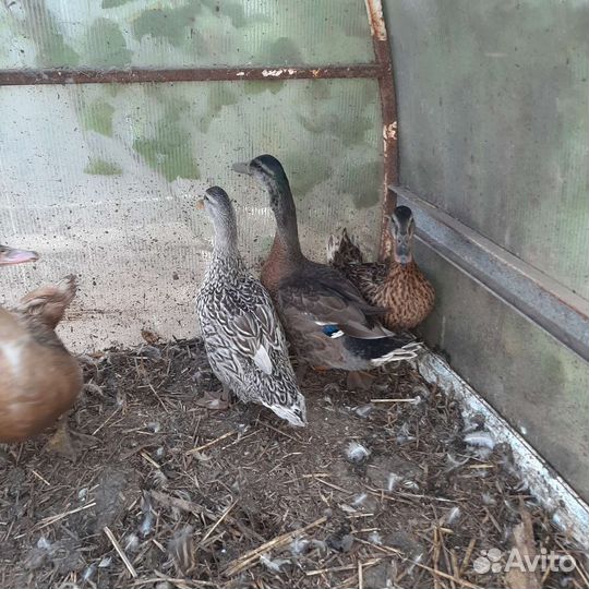 Утки подсадные для охоты