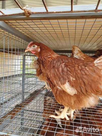 Куры несушка