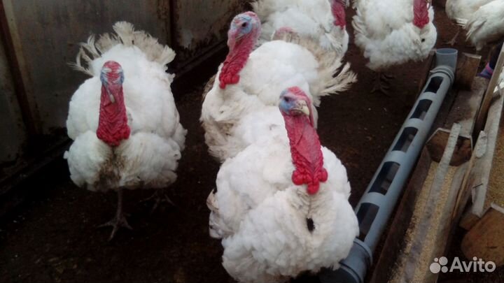 Инкубационное яйцо Хайбрид Канада на июнь