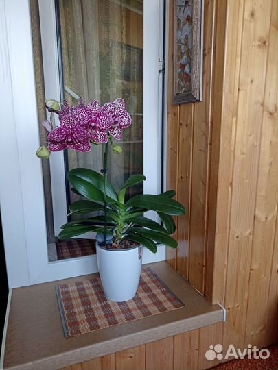 Орхидея дикий кот