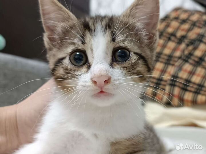 Кошка в дар