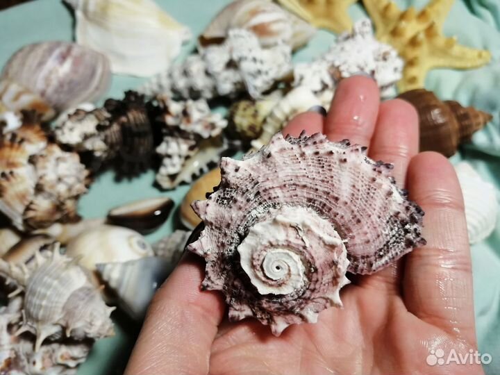 Ракушки/морские звезды для интерьера