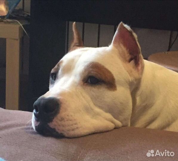 Купирование ушей