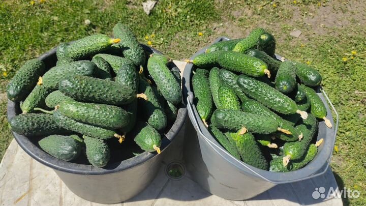 Огурцы свежие