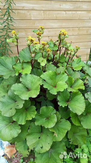 Растения для сада