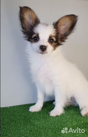 Щенок папийона, девочка