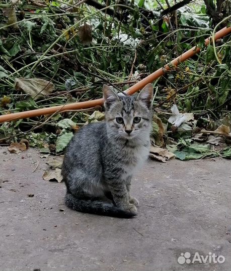 Котёнок девочка