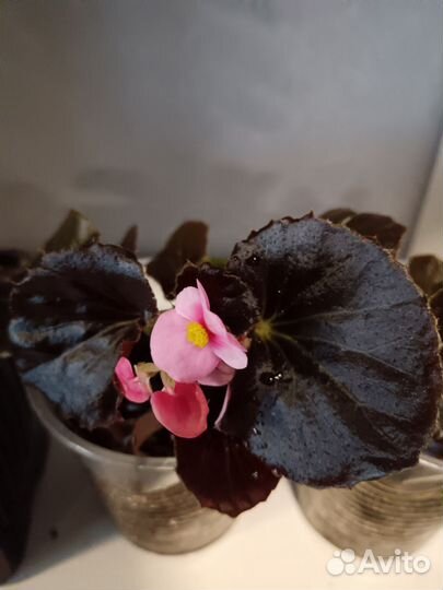 Бегония вечноцветущая