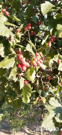 Ягода Боярышник, саженцы