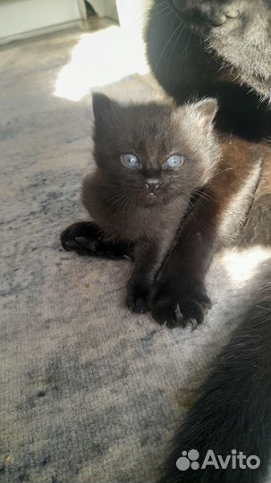 Отдам котят в добрые руки