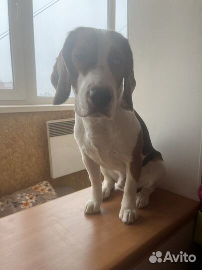 Вязка собак Бигль