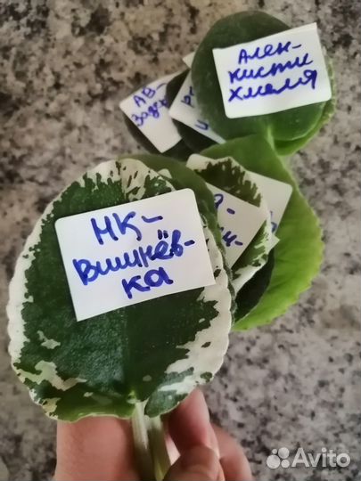 Черенки сортовых фиалок